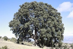 La exposición árboles singulares de Almería se ofrecerá a los ayuntamientos
