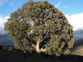 Homenaje a los Árboles singulares del Valle del Almanzora