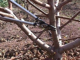 Curso sobre poda de almendro en la comarca del Almanzora