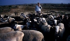 El sector lácteo de Almería exporta productos valo-rados en 5,2 millones de euros hasta septiembre, un 62% más que en 2011
