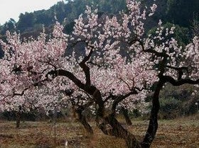 El valor de la almendra de Almería se incrementa en un 50 por ciento y alcanza los 9,2 millones en 2012