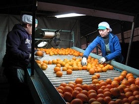 Almería es la novena provincia de España que más cítricos vende en los mercados exteriores
