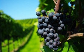 La Junta abre el plazo de solicitud de derechos de plantación de viñedo
