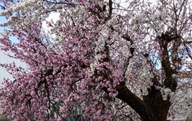 El almendro y su flor protagonistas de rutas, recetas, concursos o encuentros