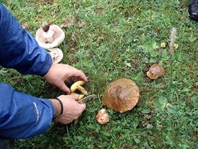La producción de Setas en el Almanzora como posibilidad de cultivo