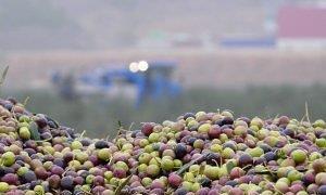 El valor de las exportaciones de aceite de oliva de Almería se incrementa un 63,3 por ciento