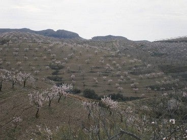 La VIII Ruta Flor de Almendro en Albox se celebrará este proximo Domingo dia 7 de Febrero