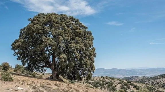 El pleno del ayuntamiento de Serón aprueba la solicitud de Monumento Natural para dos árboles singulares del municipio