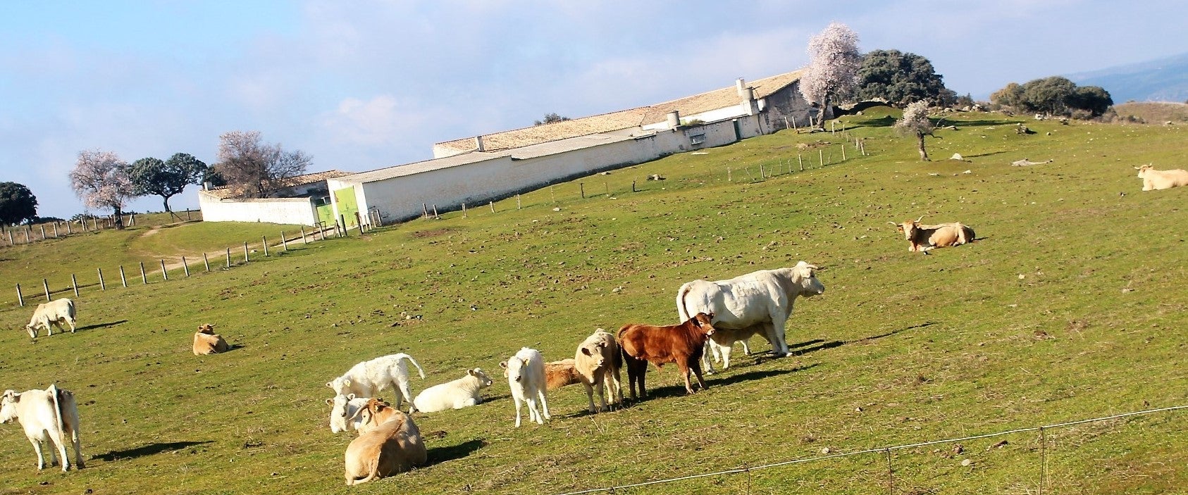 Vacas y pequeños ejemplares pastando en la zona de Los Escoriales, en pleno parque natural de la Sierra de Andújar. 