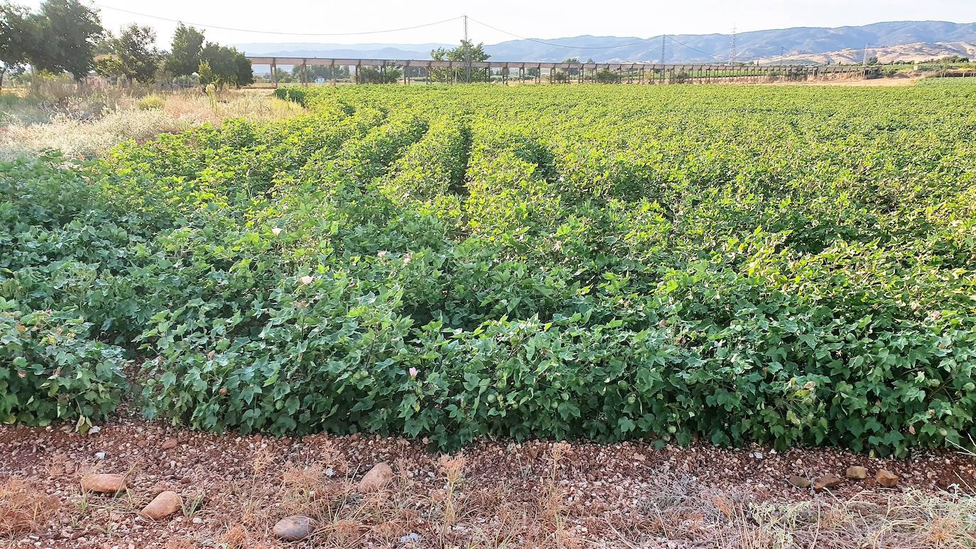 Algodonales en la zona del Camino del Pino. 