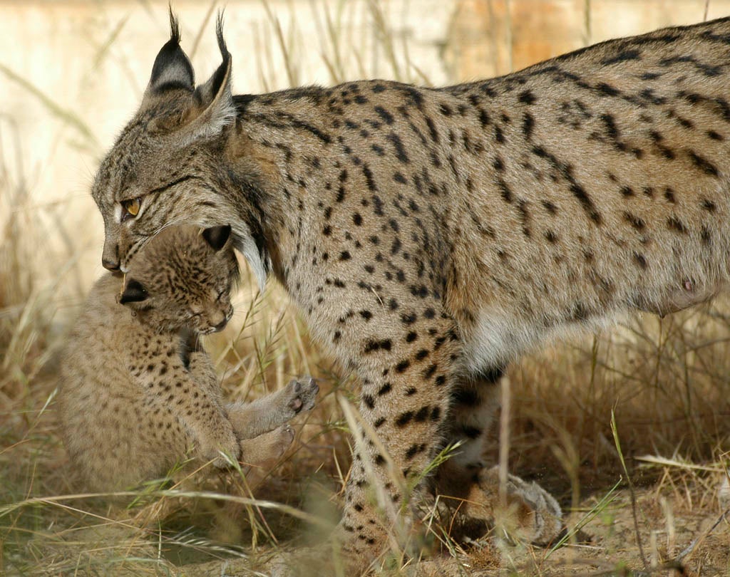 Los parques naturales de Andújar y Cardeña-Montoro se afianzan como los grandes refugios mundiales del lince ibérico