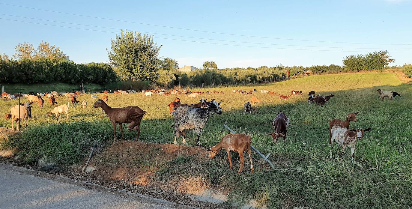 Ganado pastando en la zona del camino de San Amancio y del Barrero. 