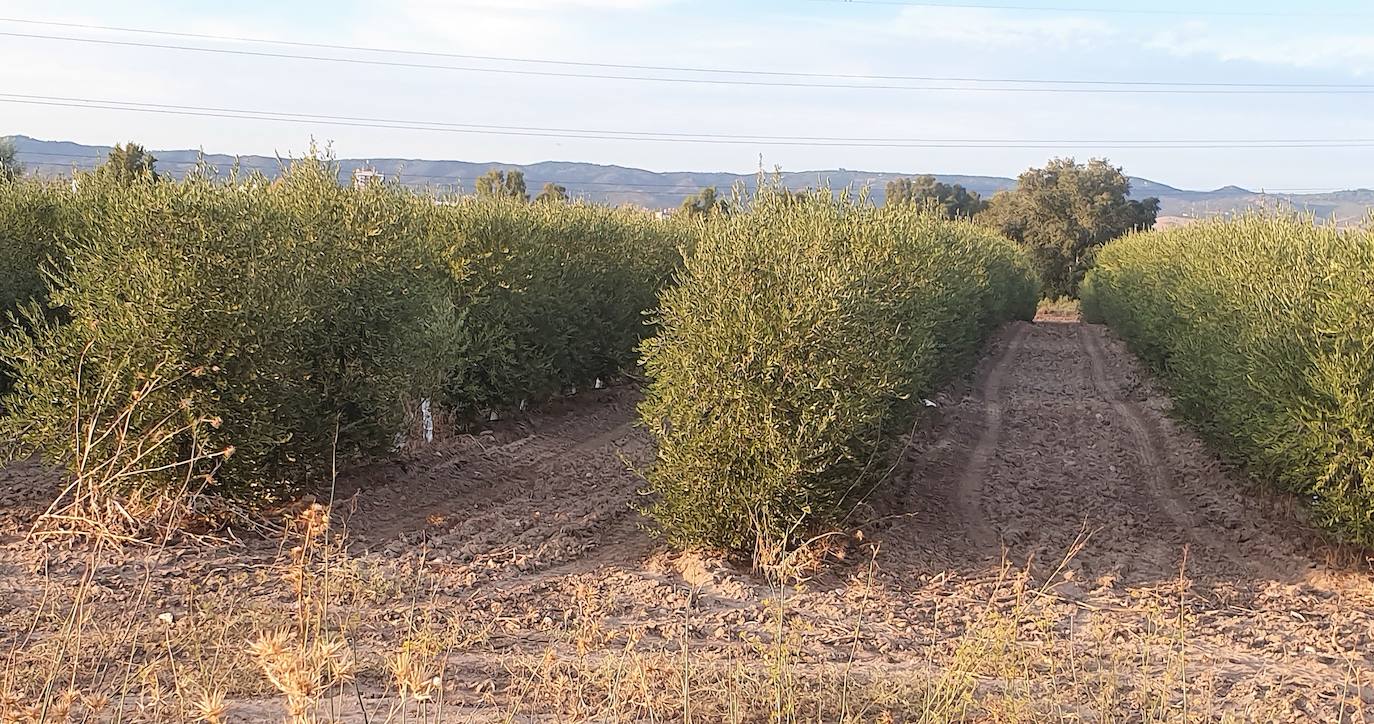 Olivares en la zona de la carretera de Valtodano. 