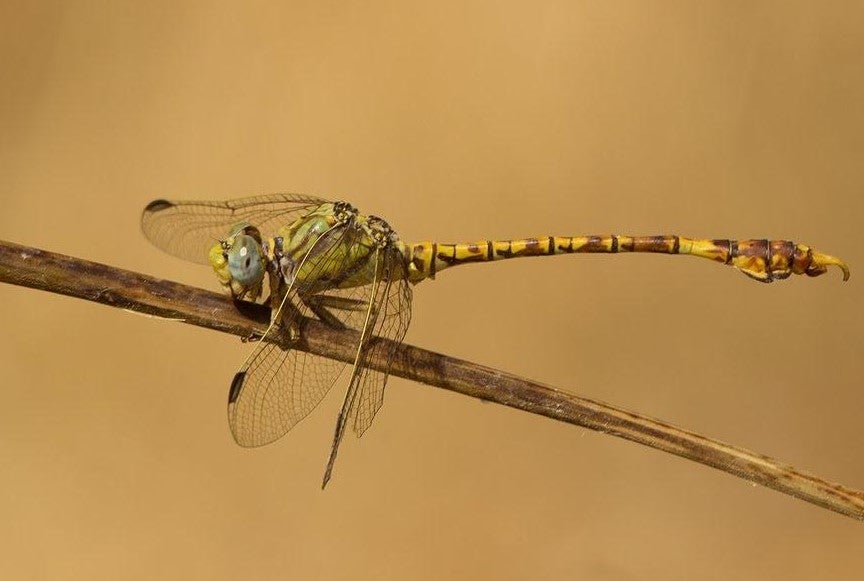 Libélula que lleva por nombre Paragomphus gene. 