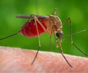 El Ayuntamiento descarta cualquier tipo de inquietud ante el plan que le ha pedido la Junta para establecer un control sobre el 'virus del nilo'