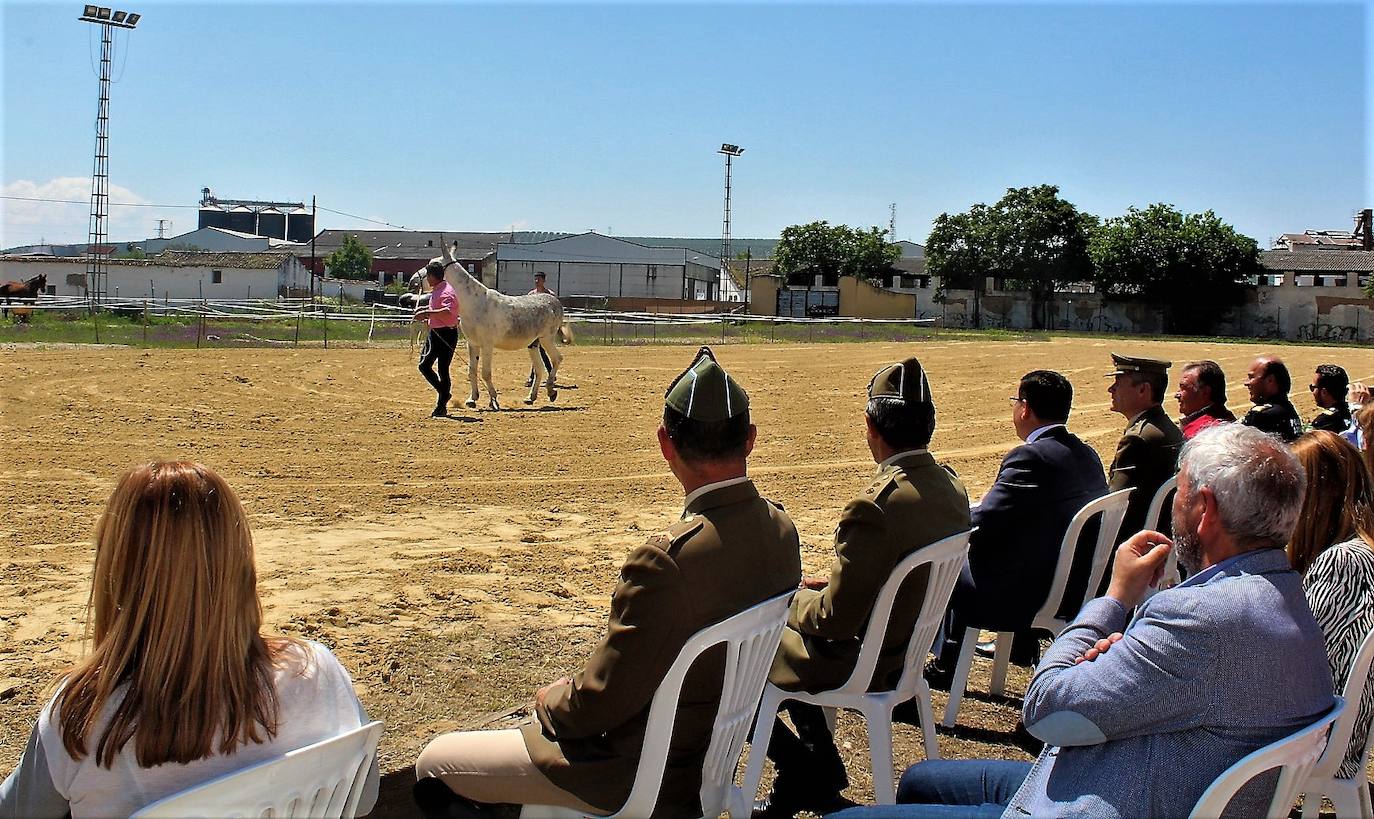 Exhibición de los equinos en la presentación de ayer. 