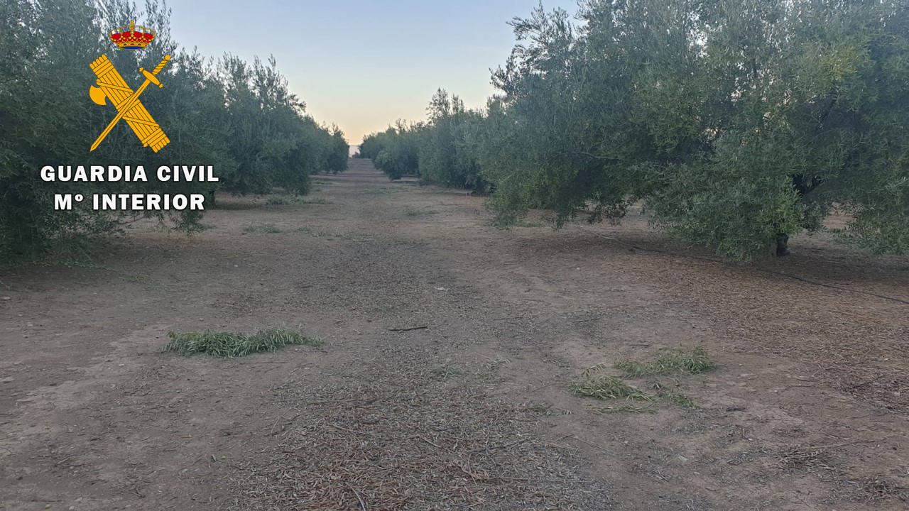 La Guardia Civil investiga en Arjona a un hombre como presunto autor de un Delito de hurto de aceituna