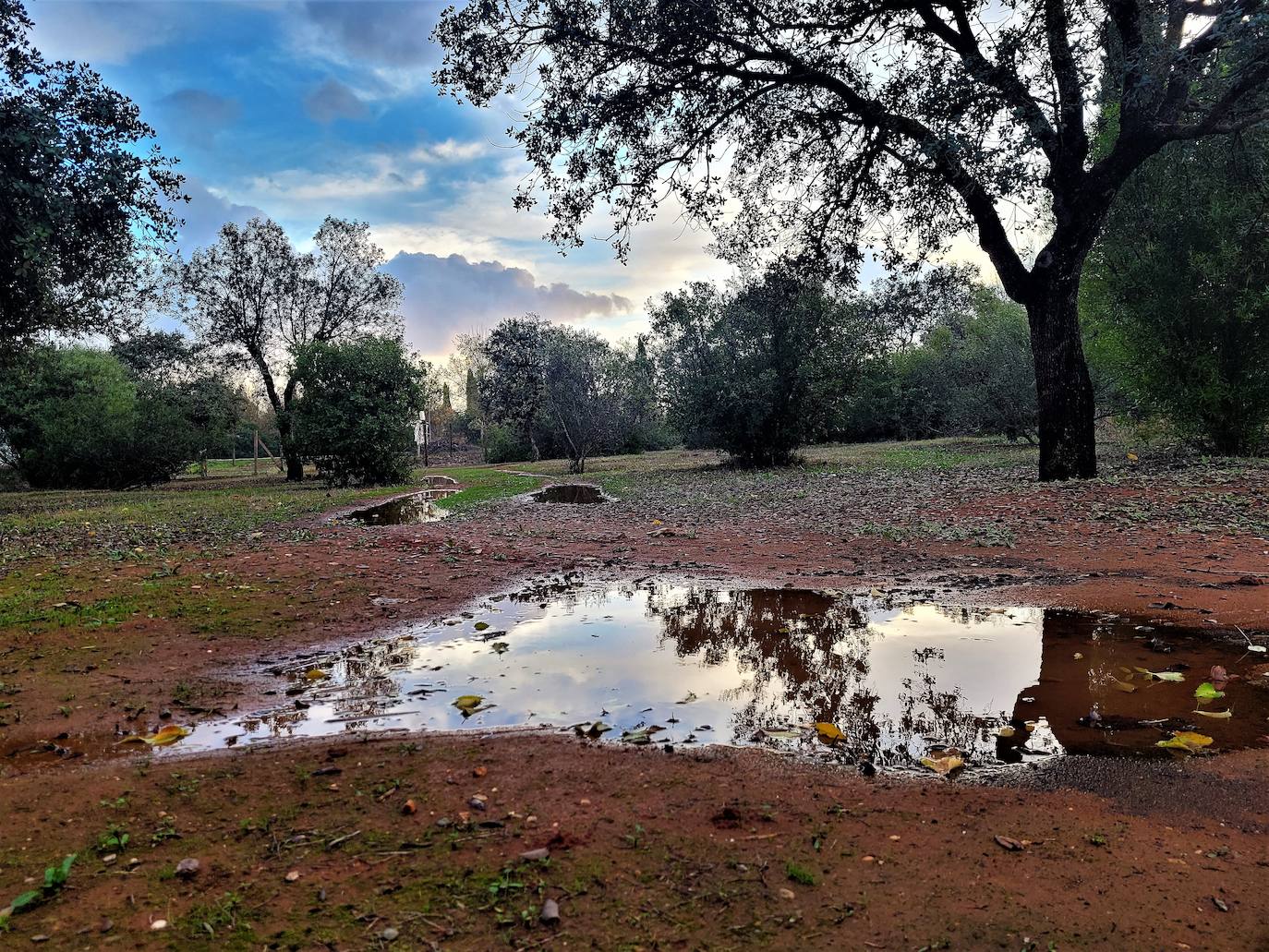 Las ingentes lluvias dan vida al campo, que amenazaba ruina