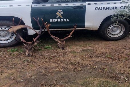 La cornamenta fue interceptada por el Instituto Armado en la zona del Cordel de los Cuellos. 