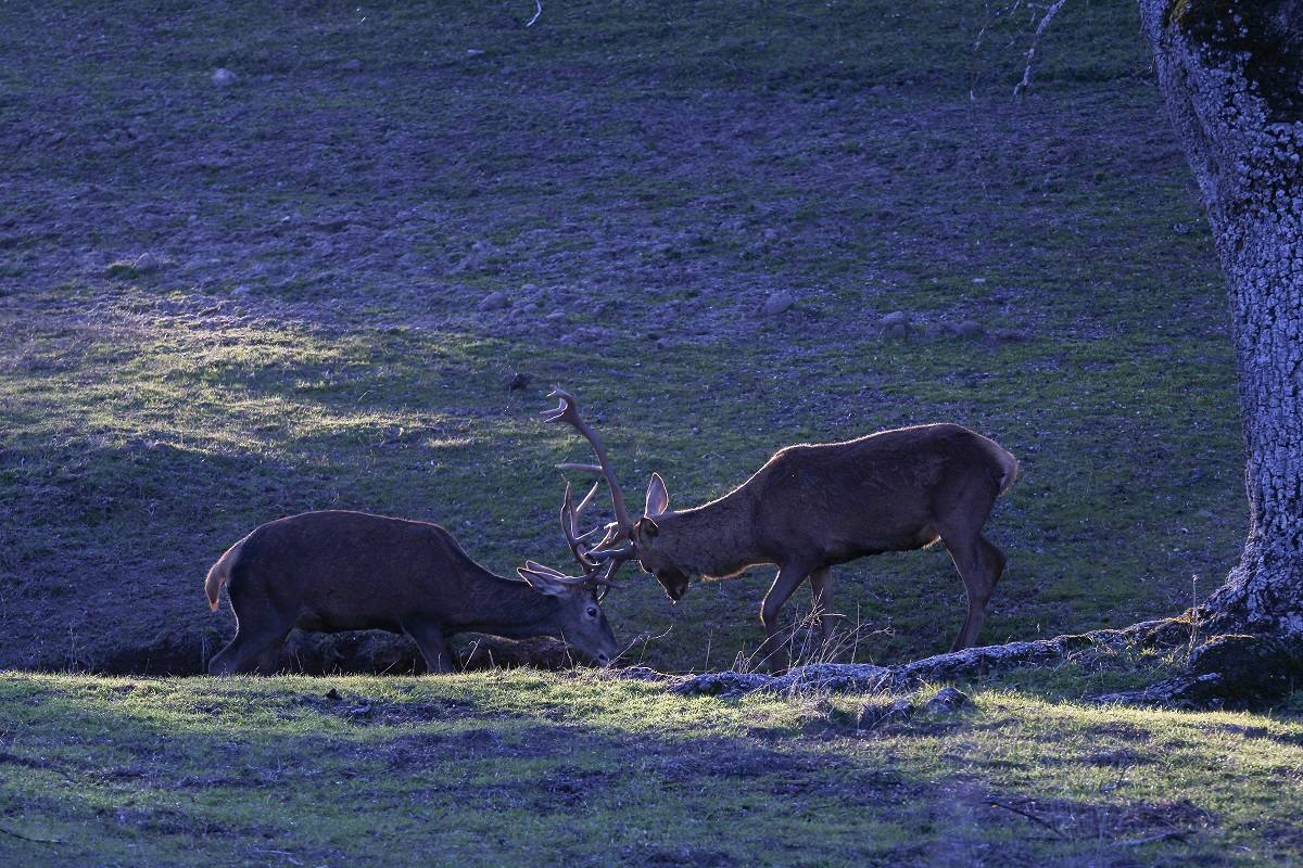 La afluencia de visitas al parque natural Sierra de Andújar se dispara desde el año 2021