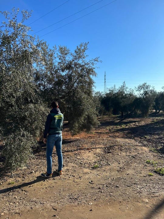 La Guardia Civil de Andújar y Lopera detienen a un varón de Montoro como presunto autor de seis delitos de hurto de aceituna en una finca loperana