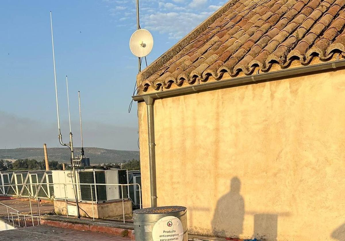 Un plan de choque pretende terminar con el problema de las palomas en Andújar