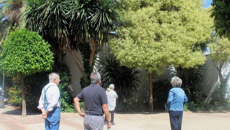 Vecinos del casco antiguo de Andújar piden la retirada el arbolado adosado a las casas