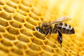 ABEJA EN UNA DE LAS COLMENAS.