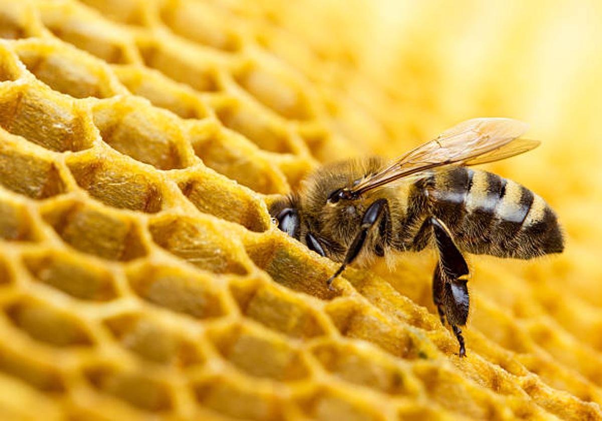 ABEJA EN UNA DE LAS COLMENAS.