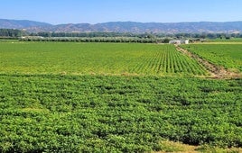 Zona de algodonales en la periferia de poblado de Llanos del Sotillo.