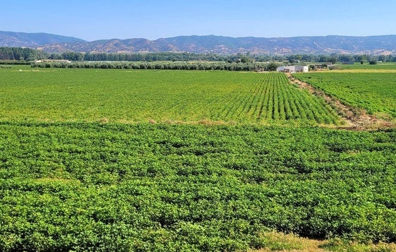 Asaja presagia que las plagas amenazan con mermar la producción del algodón