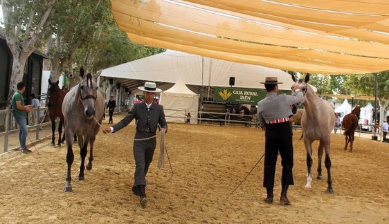Un total de 51 ganaderías acudirán al vigésimo aniversario de Anducab