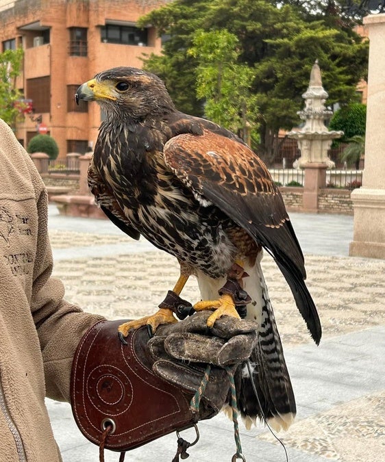 Águila de Harris, destinada al control de palomas. ideal