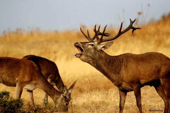 La berrea del ciervo y el ronquido del gamo ofrecen espectáculos únicos en la serranía andujareña