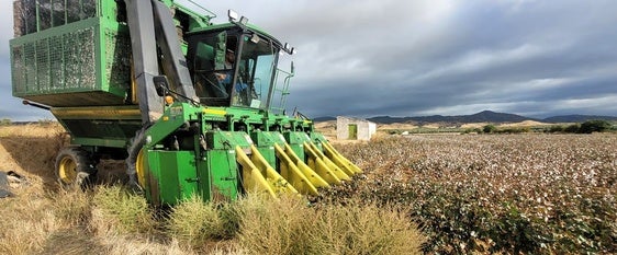 Organizaciones agrarias alertan que el algodón se encamina a la extinción en la zona