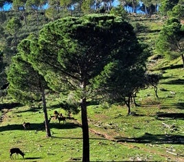 Crías de ciervos pastan en la finca.