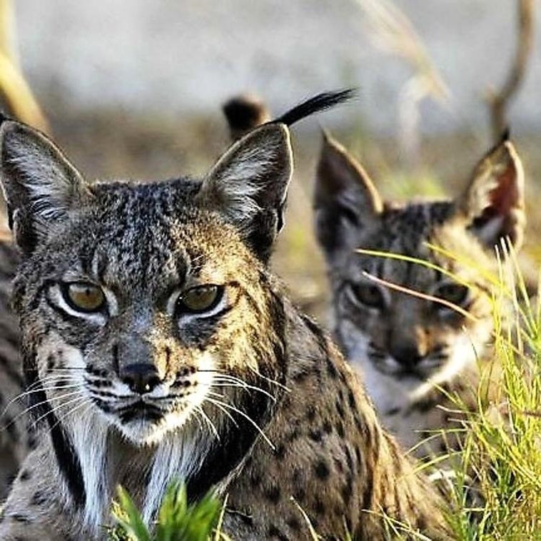 Izquierda Unida-Podemos alerta del descenso de linces en la sierra andujareña