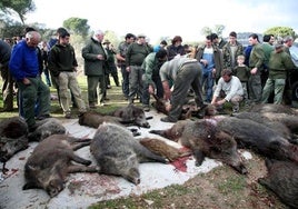 Jabalíes abatidos en una montería celebrada en la serranía. ideal