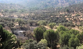 Hectáreas calcinadas en el fuego del pasado verano.