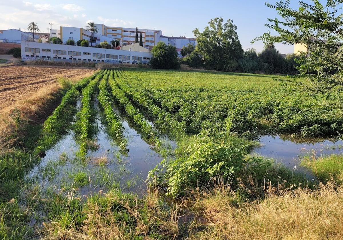 CULTIVO DE ALGODÓN EN LA FACHADA SUR.