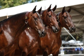 EJEMPLARES PARTICIPANTES EN EDICIONES PASADAS.