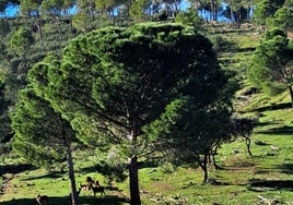 PIEZAS EN LA FINCA FONTANEREJO.