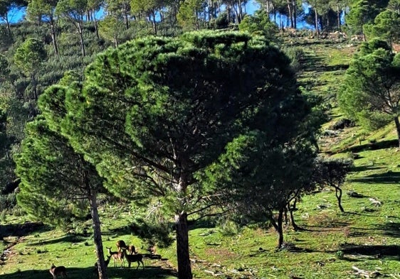 Las últimas lluvias mejoran las perspectivas de la temporada montera