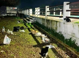 COLONIAS DE FELINOS EN LA VÍA VERDE DEL BARRIO DE LA PAZ.