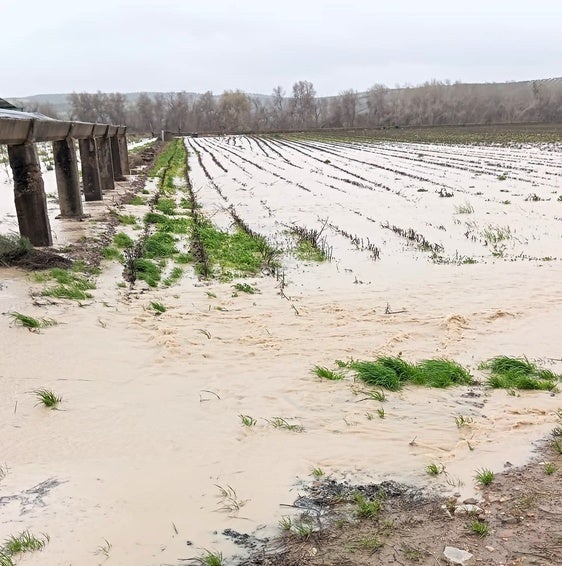 Asaja ha pedido que Andújar y Comarca se declaren zonas catastróficas o gravemente afectadas