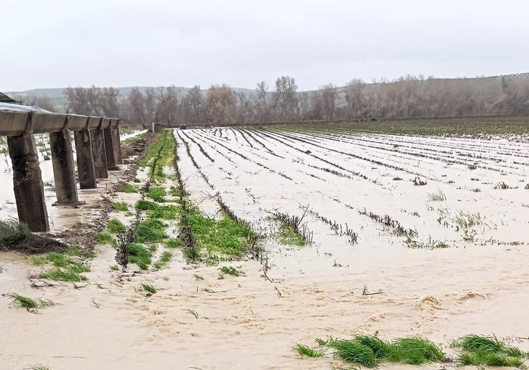 Asaja ha pedido que Andújar y Comarca se declaren zonas catastróficas