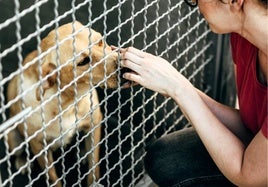 CUIDADADIO DE UNA MASCOTA EN LA PERRERA.