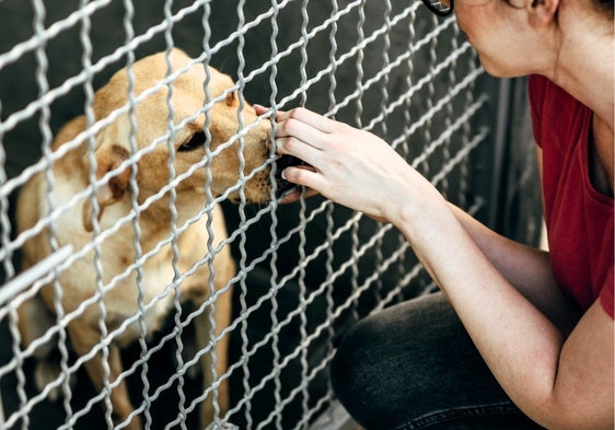 El PSOE de Andújar pide más apoyo institucional para las protectoras de animales de la ciudad
