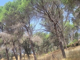 La procesonaria se ha cebado en los últimos años con los pinos de la sierra.