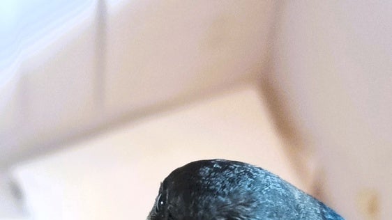 El voluntariado de Socorro Estival de Ameco recupera 77 aves urbanas en Andújar